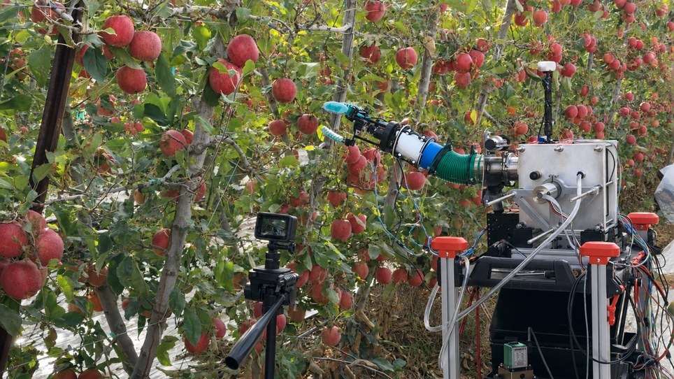A robotic apple harvester with a soft manipulator picking fruit in a fruiting-wall orchard